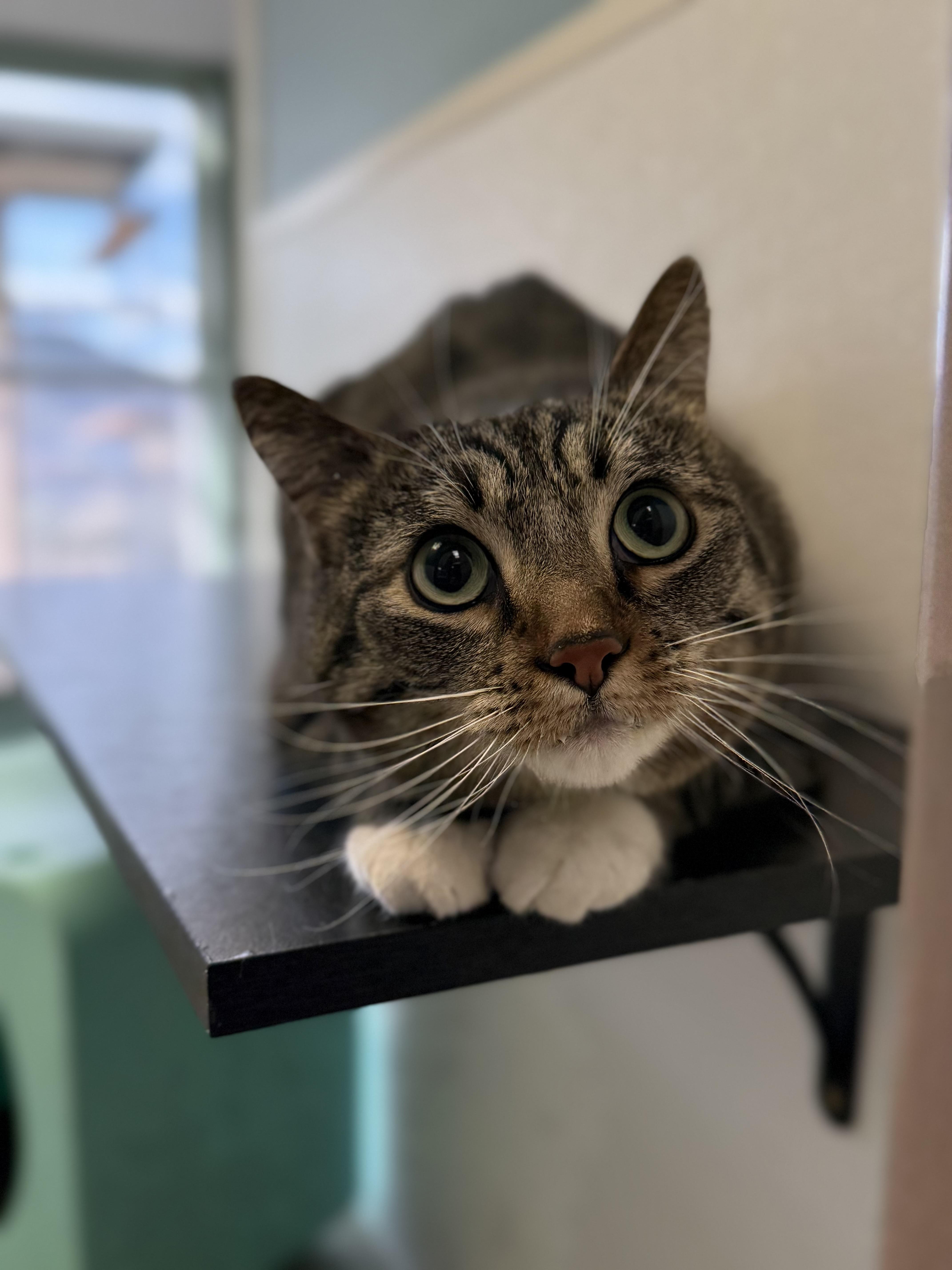 Biscuit, ADOPTABLE, Adult Female Domestic Short Hair & Tabby.