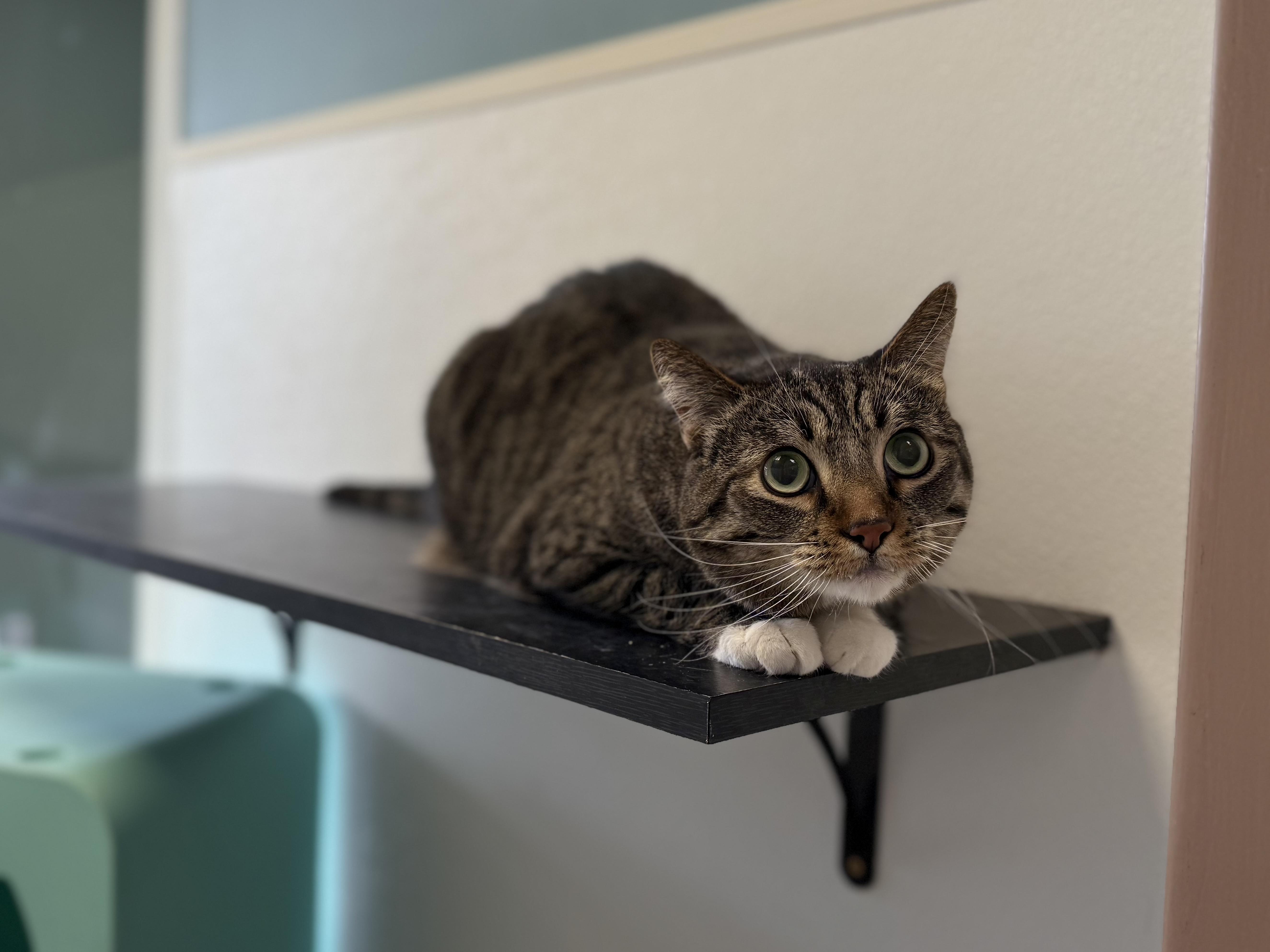 Enlarge Biscuit, a ADOPTABLE mixed breed in Eagle, CO image 2/3