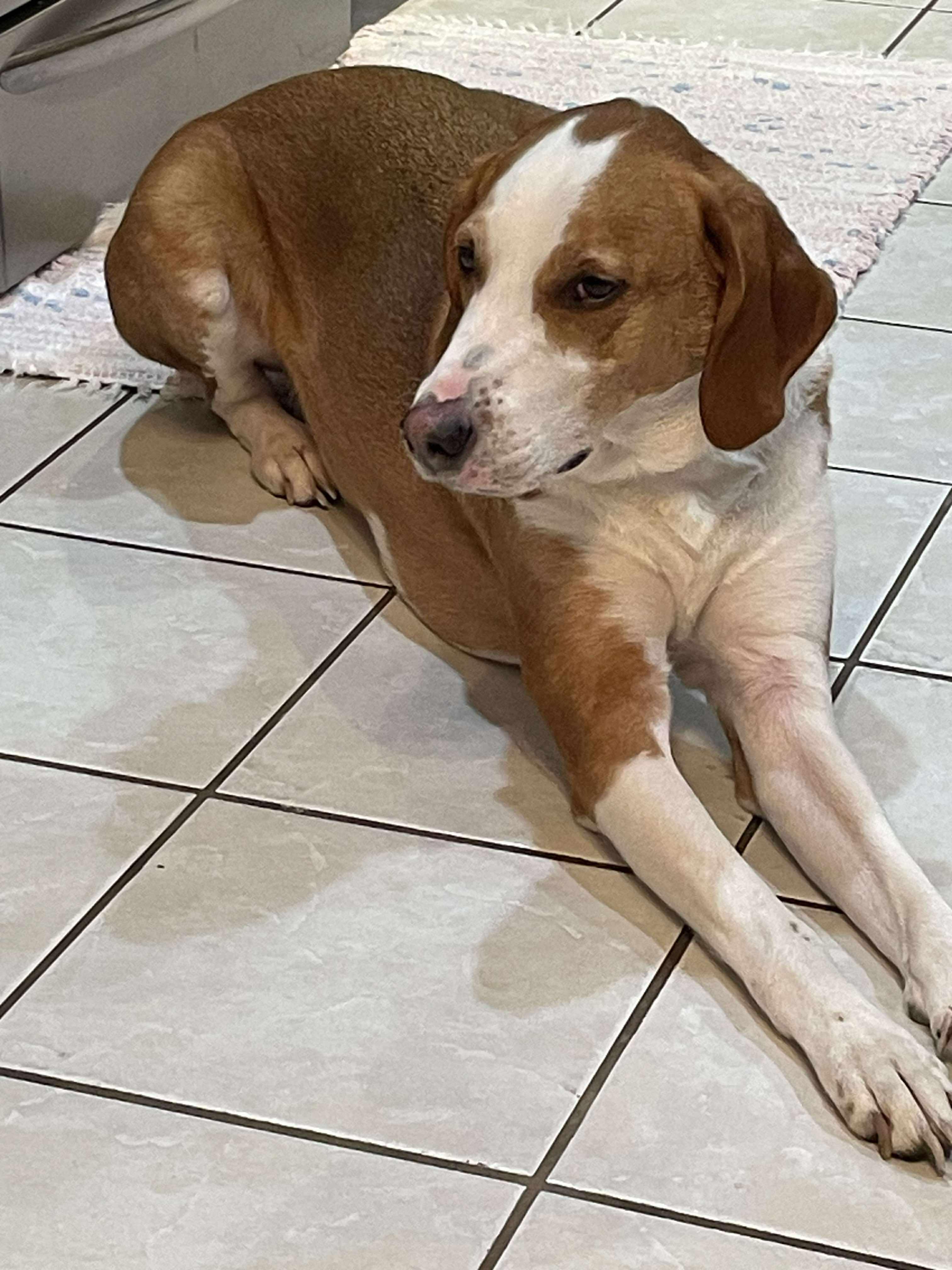 Enlarge Max, a Adoptable American Foxhound in TULSA, OK image 1/6