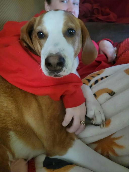 Enlarge Max, a Adoptable American Foxhound in TULSA, OK image 2/6