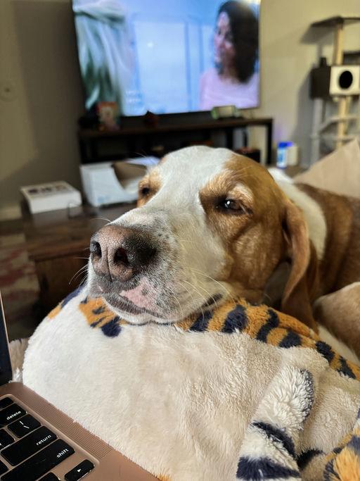 Enlarge Max, a Adoptable American Foxhound in TULSA, OK image 4/6