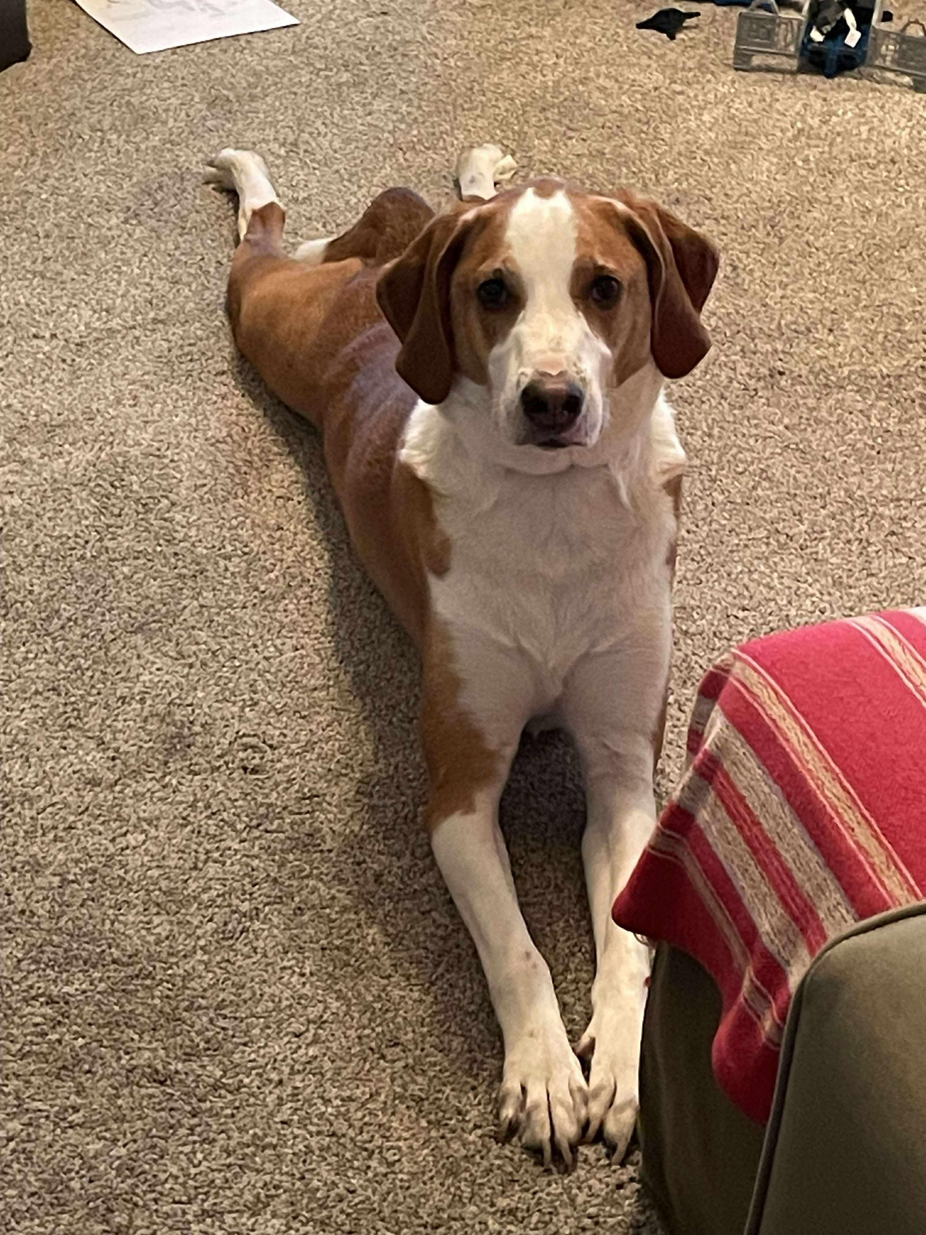 Enlarge Max, a Adoptable American Foxhound in TULSA, OK image 5/6