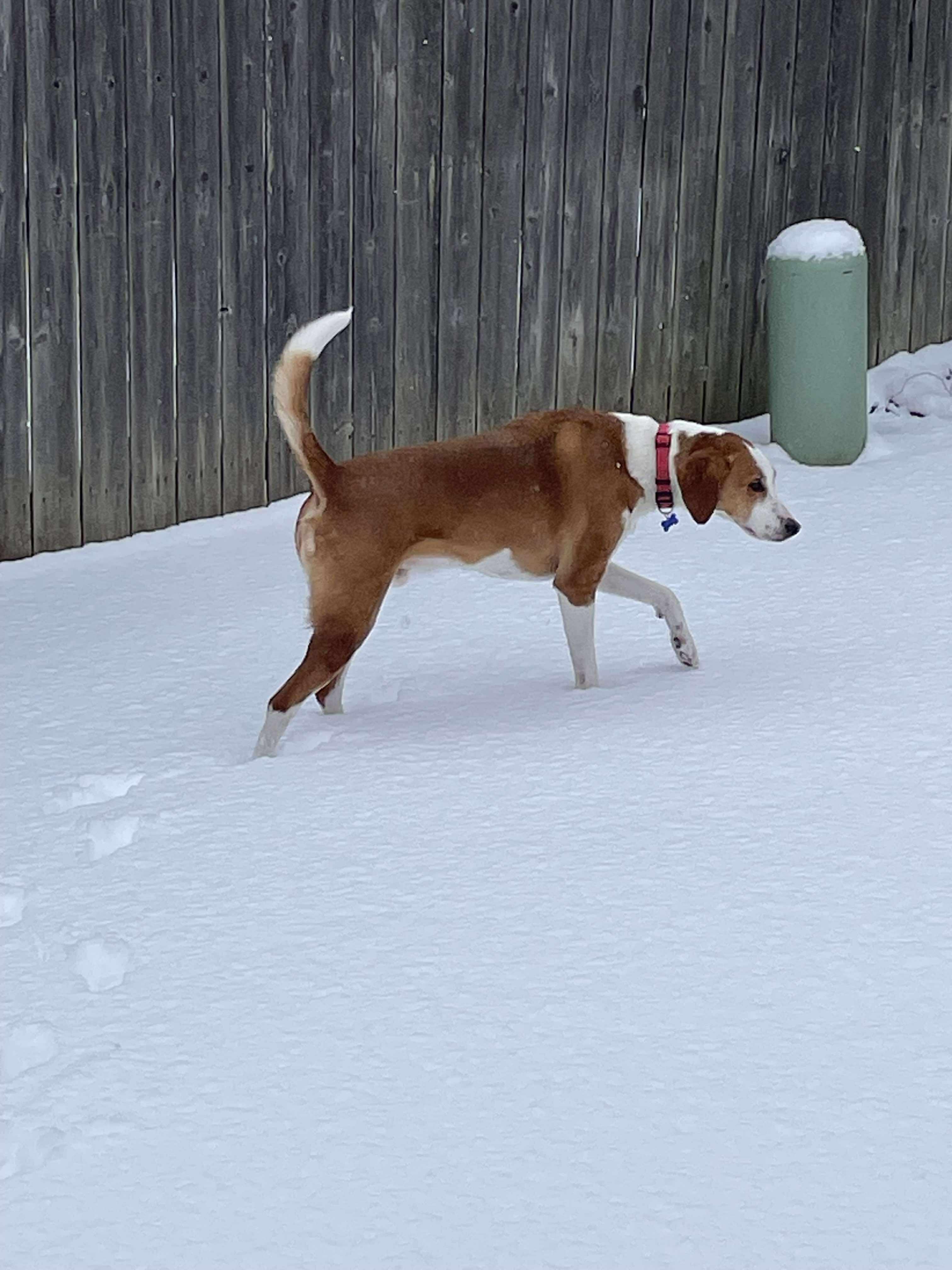 Max, a Adoptable American Foxhound in TULSA, OK image 5/6