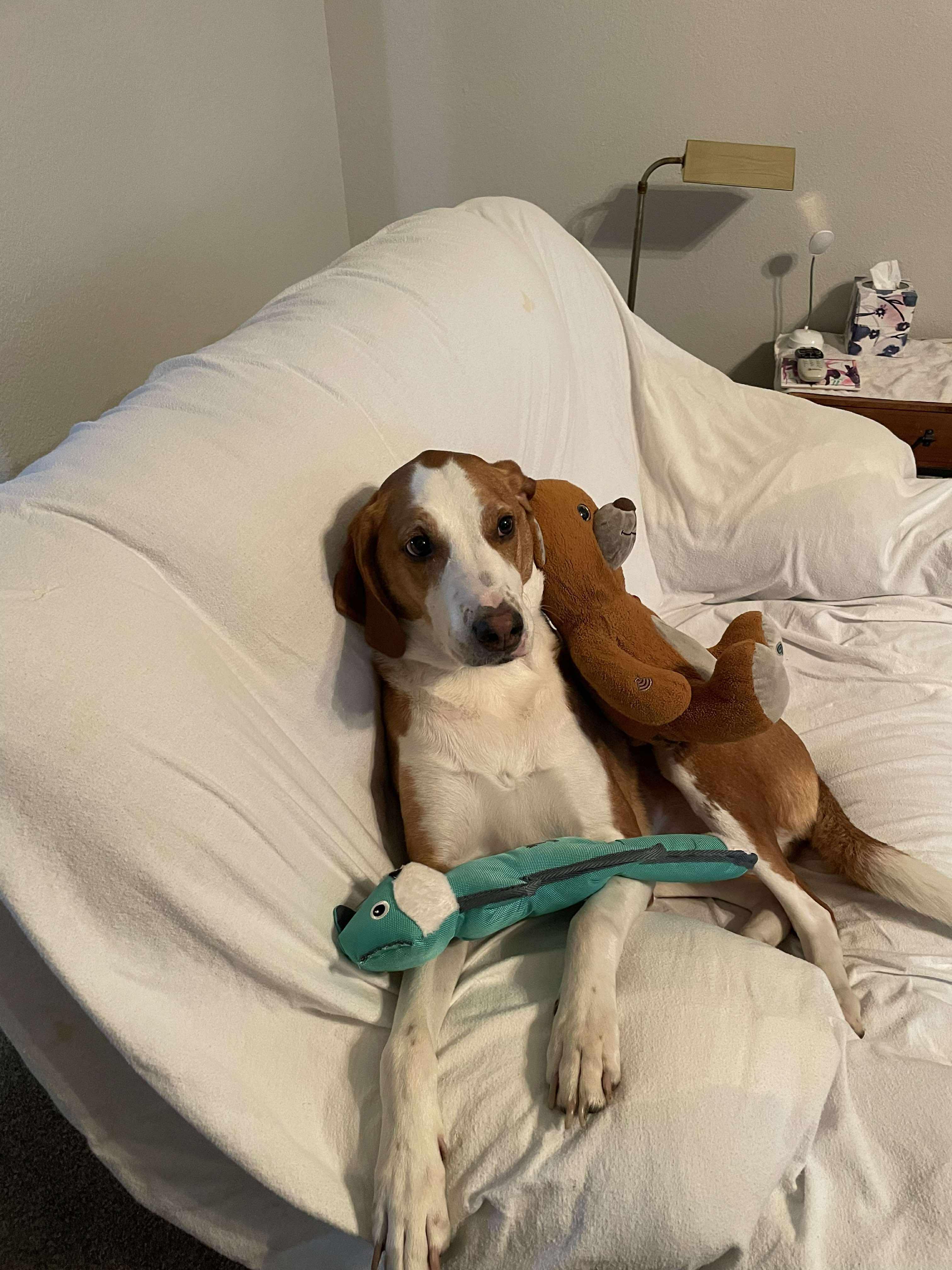 Enlarge Max, a Adoptable American Foxhound in TULSA, OK image 6/6