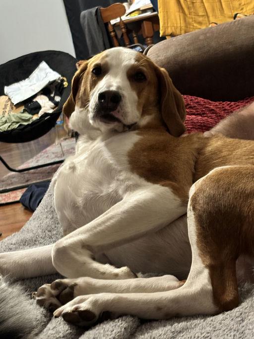 Enlarge Max, a Adoptable American Foxhound in TULSA, OK image 6/6