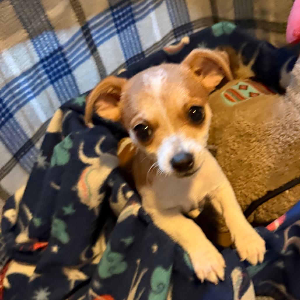 Banana Joe, Adoptable, Puppy Male Chihuahua & Terrier.