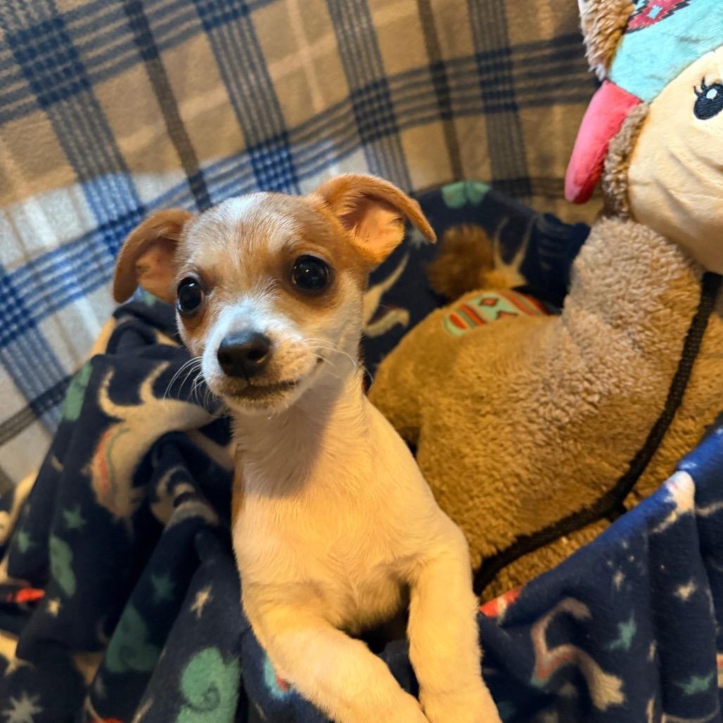 Enlarge Banana Joe, a Adoptable mixed breed in Kansas City, MO image 2/2