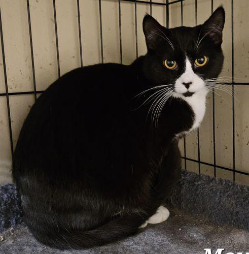 Enlarge Mouse, a Adoptable mixed breed in Lenhartsville, PA image 1/2