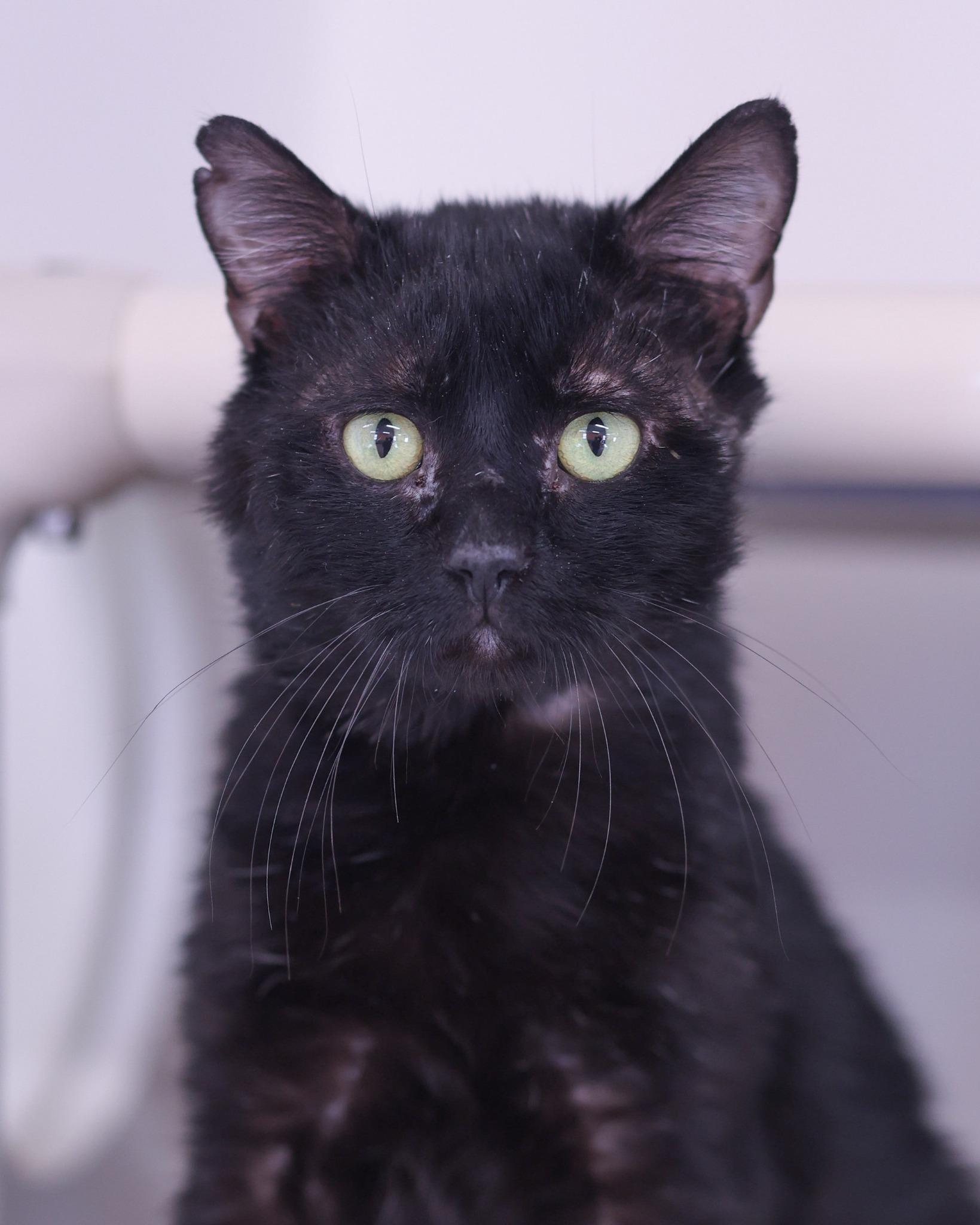 ARCHER (0424), ADOPTABLE, Adult Male Domestic Short Hair.