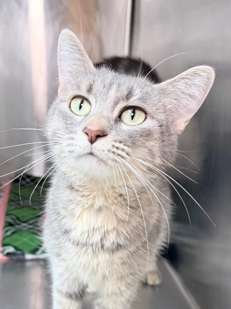 Enlarge Adelaide, a Adoptable mixed breed in Menomonie, WI image 1/1