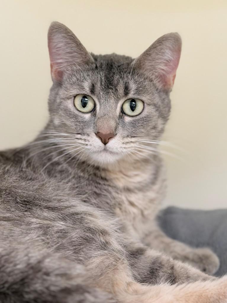 Enlarge Adelaide, a Adoptable mixed breed in Menomonie, WI image 2/2