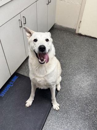 Ash, Adoptable, Adult Male Shepherd & Mixed Breed.