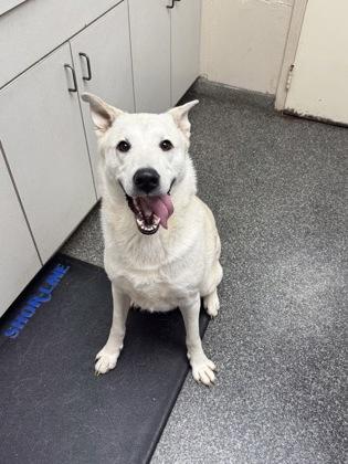 Enlarge Ash, a Adoptable mixed breed in Norfolk, VA image 2/2