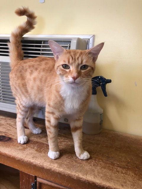 Slider, Adoptable, Senior Male Domestic Short Hair.