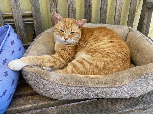 Enlarge Slider, a Adoptable Domestic Short Hair in Escondido, CA image 2/3