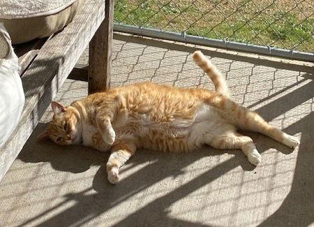 Enlarge Slider, a Adoptable Domestic Short Hair in Escondido, CA image 3/3