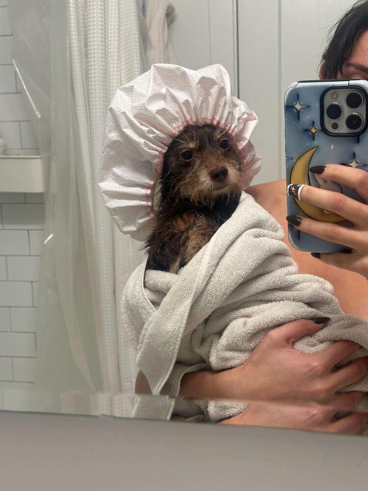 Wooley, a ADOPTABLE mixed breed in New York, NY image 1/6