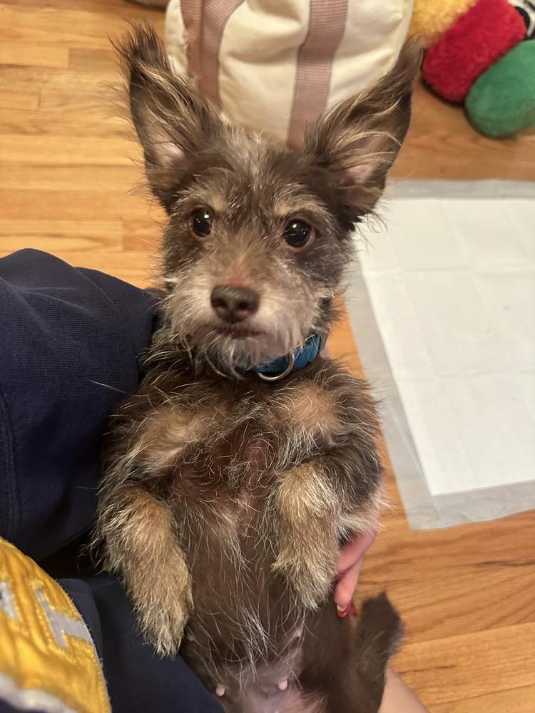 Wooley, a ADOPTABLE mixed breed in New York, NY image 2/6