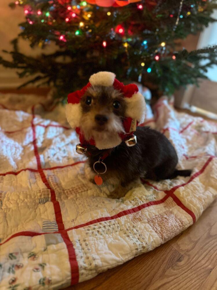 Wooley, a ADOPTABLE mixed breed in New York, NY image 3/6