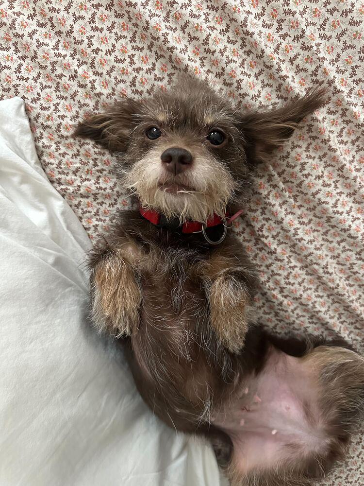 Wooley, a ADOPTABLE mixed breed in New York, NY image 4/6