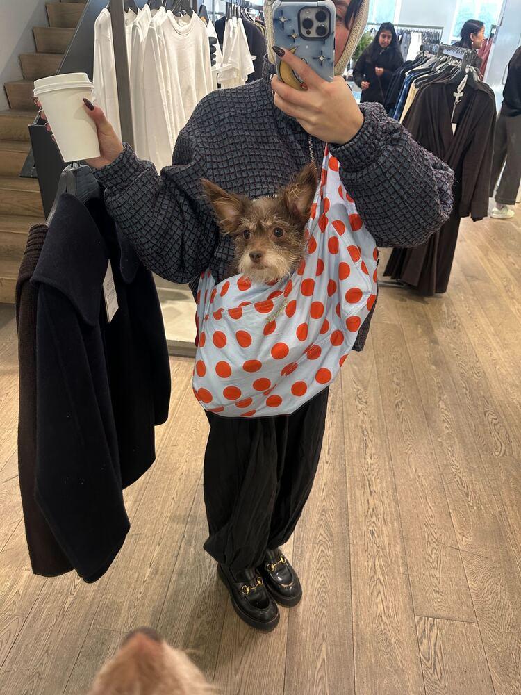 Wooley, a ADOPTABLE mixed breed in New York, NY image 5/6