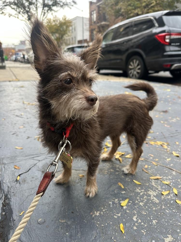 Wooley, a ADOPTABLE mixed breed in New York, NY image 6/6