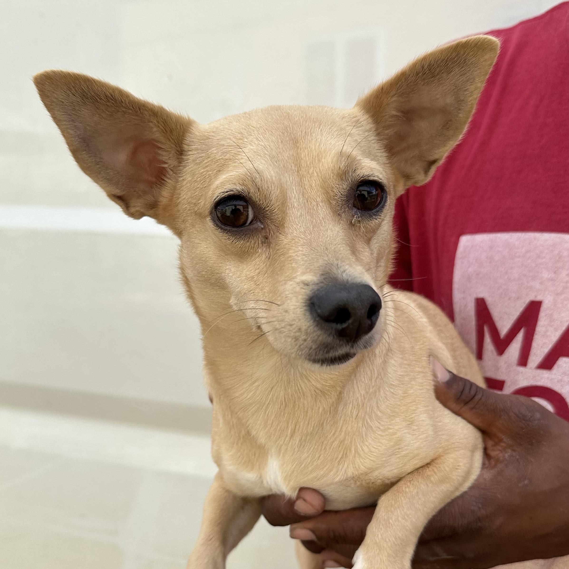 Enlarge Capri - Local May 22-24, an adoptable mixed breed in Westerly, RI image 2/2