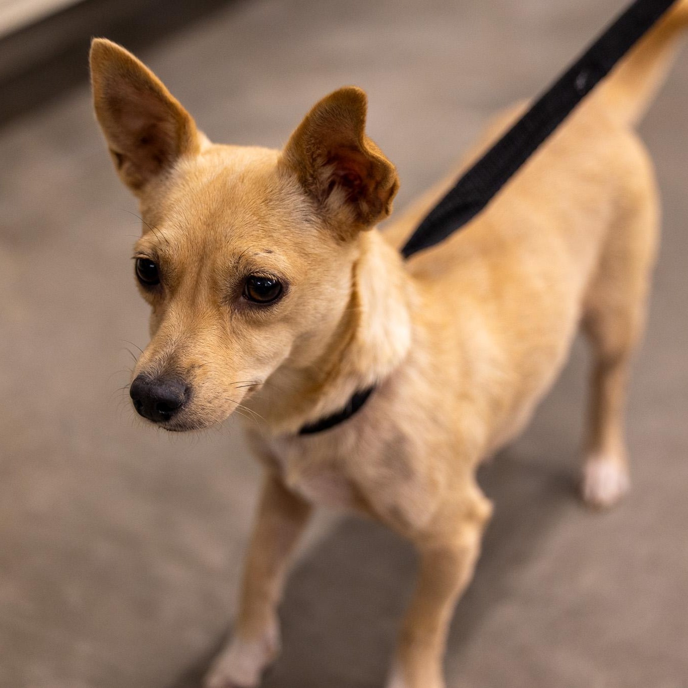 Enlarge Capri - Local May 22-24, an adoptable mixed breed in Westerly, RI image 1/2