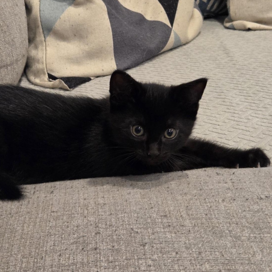 Enlarge Raye, an adopted Domestic Short Hair in Scarborough, ON image 5/6