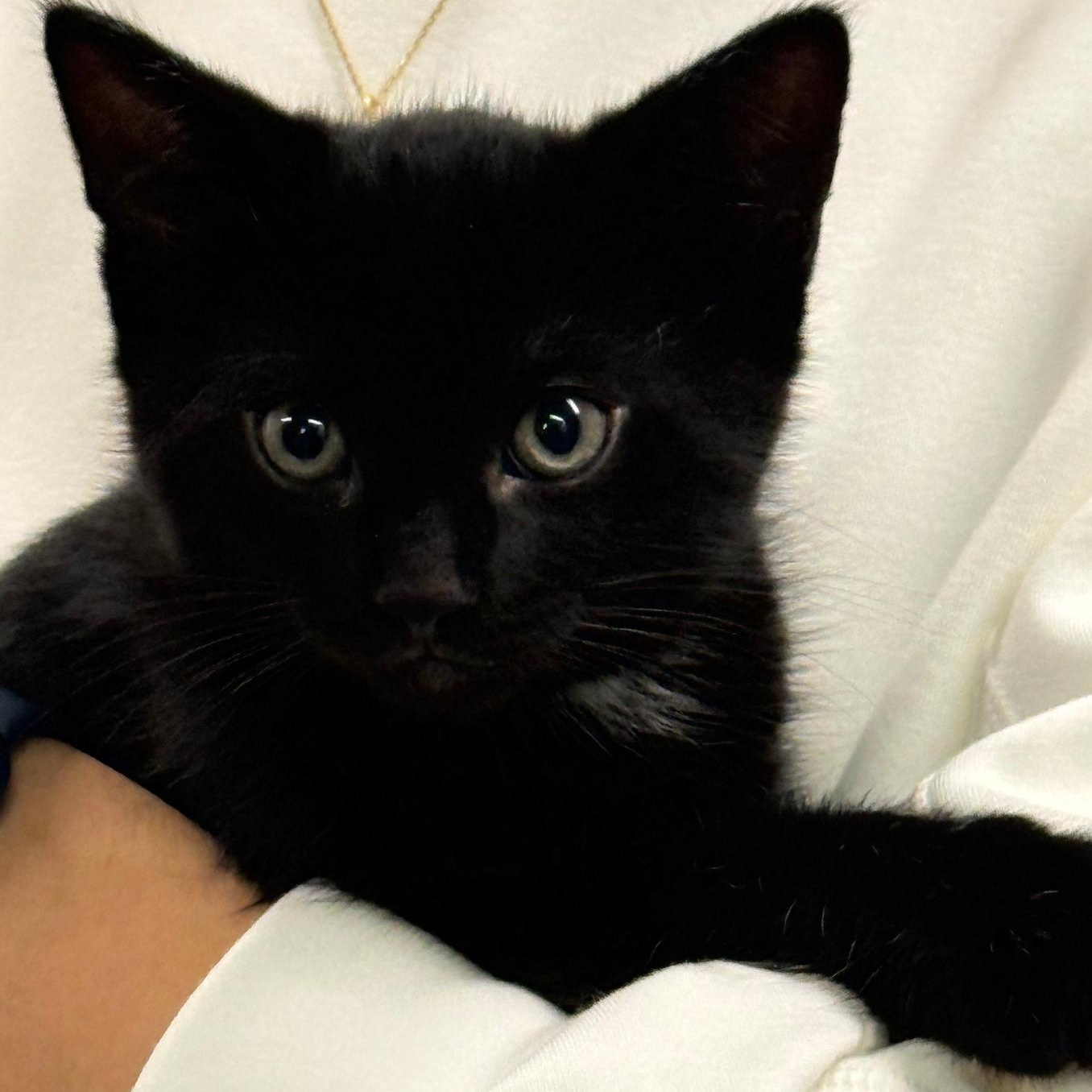 Enlarge Raye, an adopted Domestic Short Hair in Scarborough, ON image 2/6