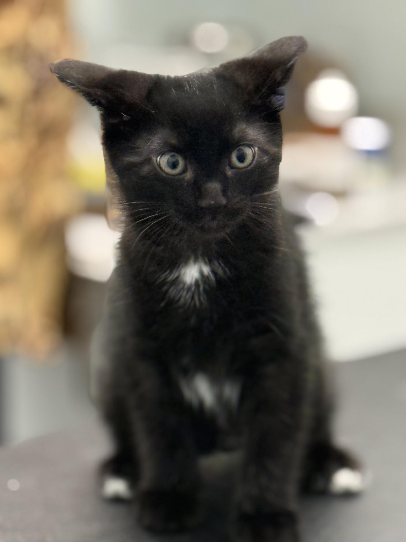 Enlarge Raye, an adopted Domestic Short Hair in Scarborough, ON image 3/6