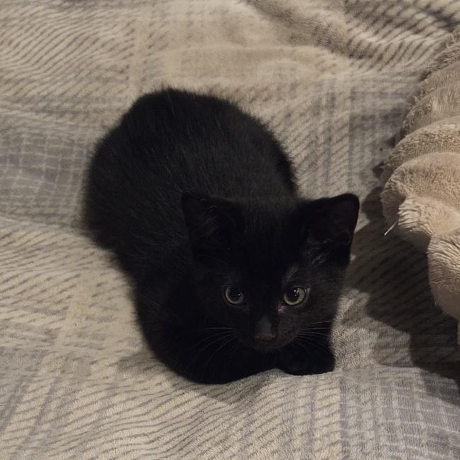 Enlarge Raye, an adopted Domestic Short Hair in Scarborough, ON image 4/6