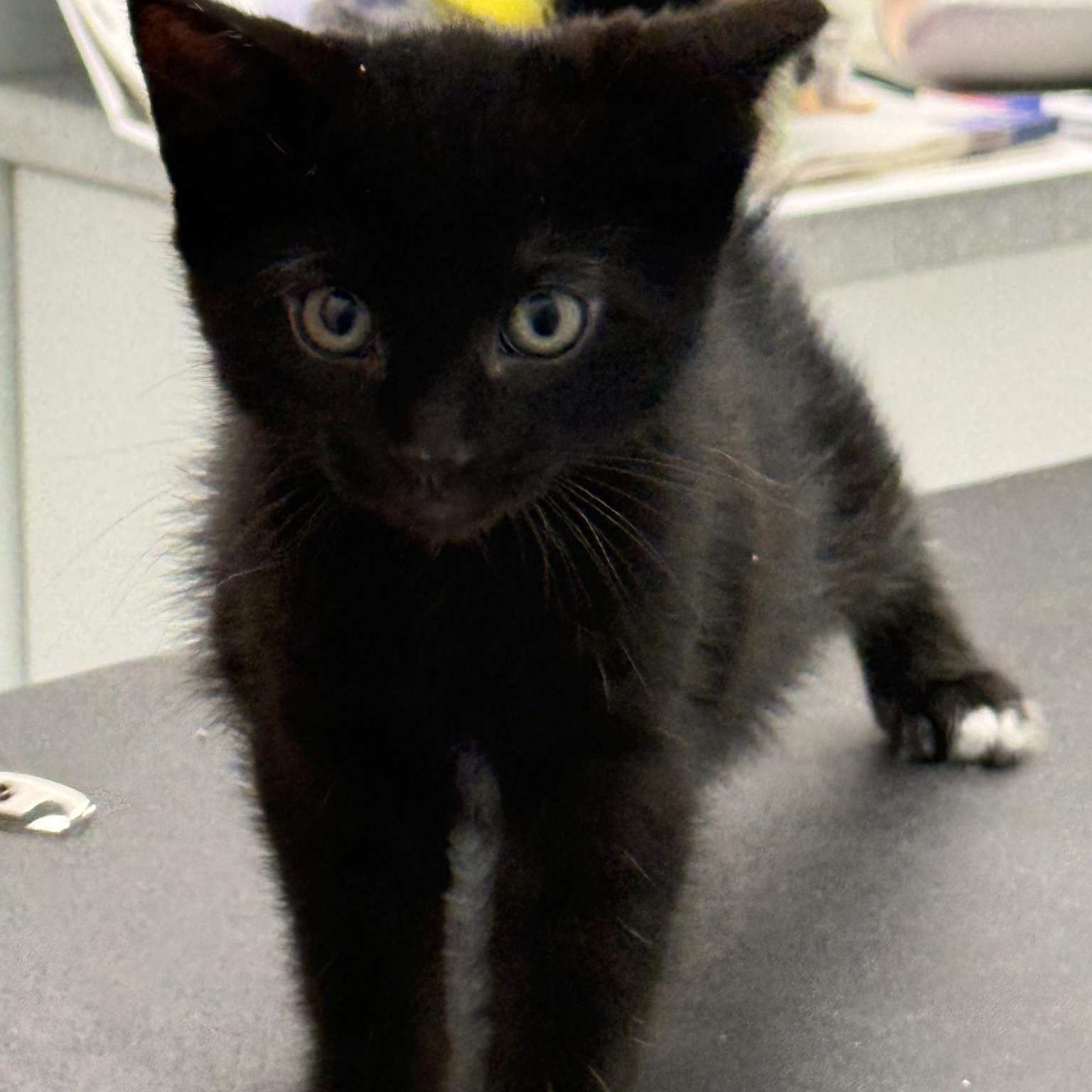 Enlarge Raye, an adopted Domestic Short Hair in Scarborough, ON image 1/6