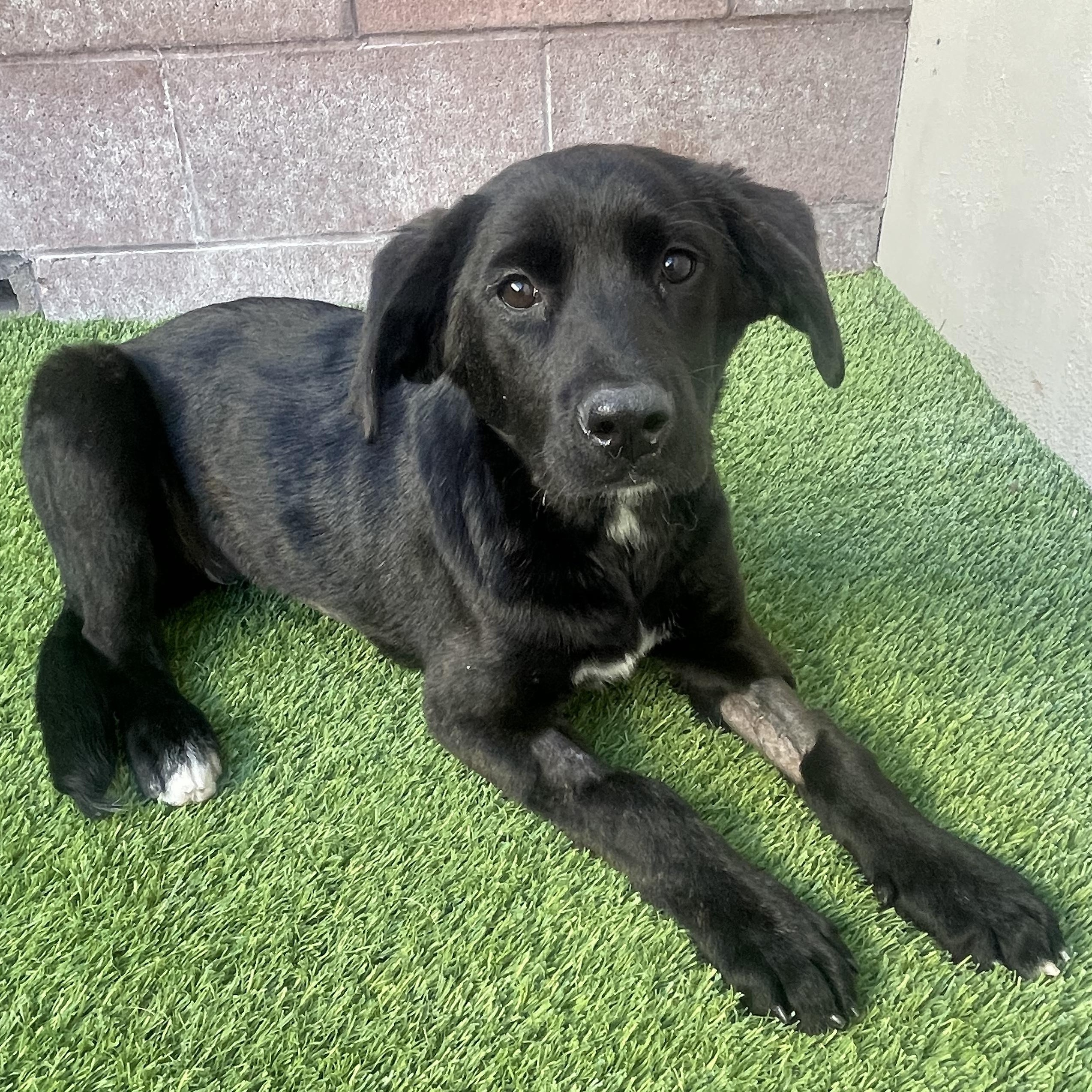 Chocolate Martini, ADOPTABLE, Puppy Female Labrador Retriever.