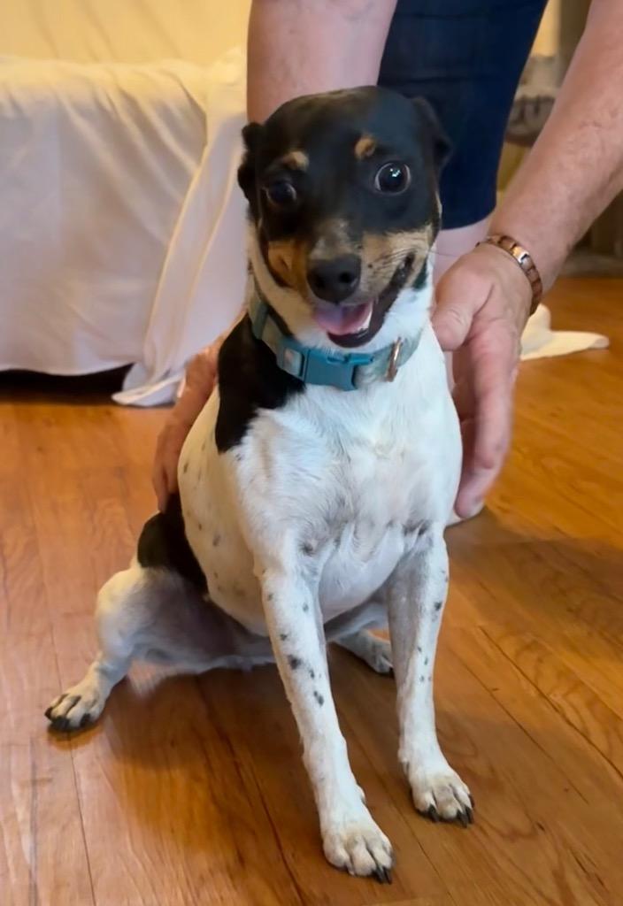 Enlarge Moo, a Adoptable Rat Terrier in Junction, TX image 1/4