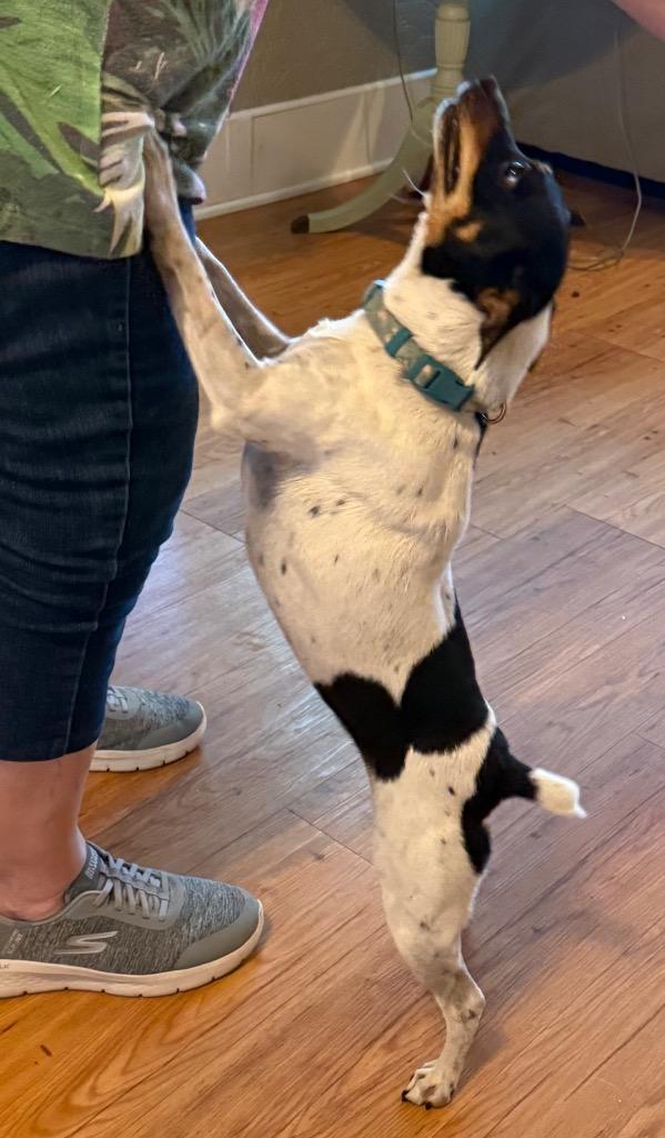 Enlarge Moo, a Adoptable Rat Terrier in Junction, TX image 2/4