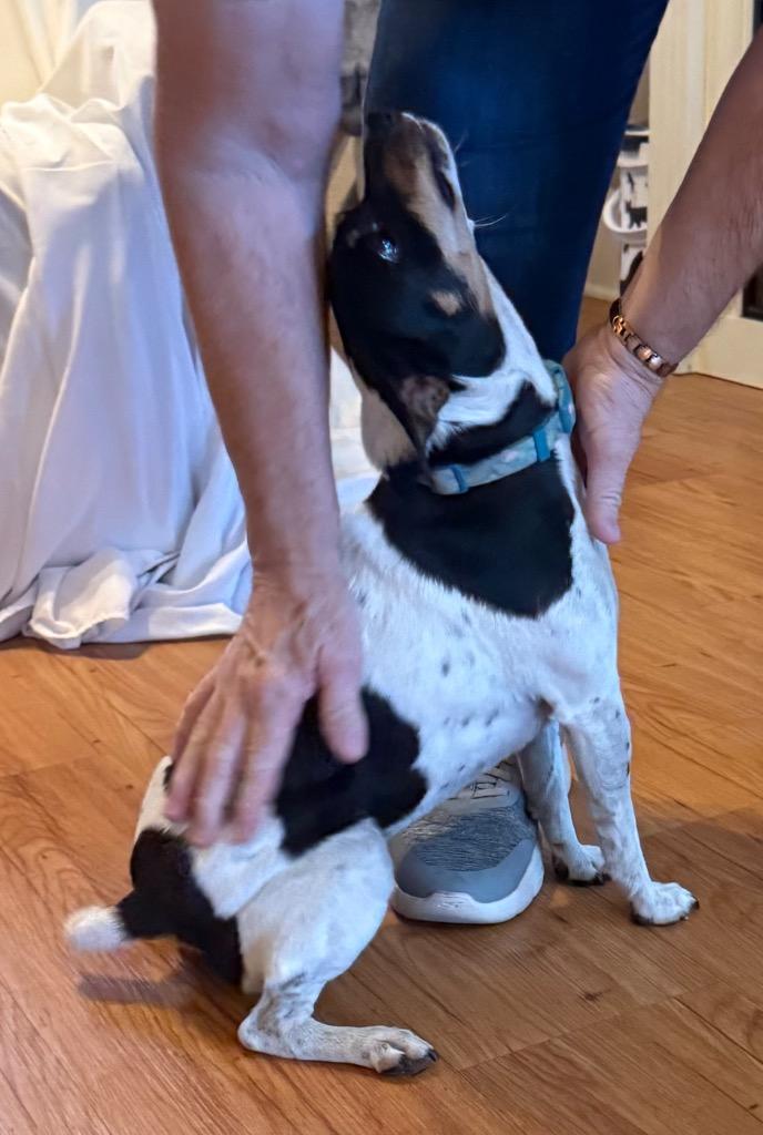 Enlarge Moo, a Adoptable Rat Terrier in Junction, TX image 3/4