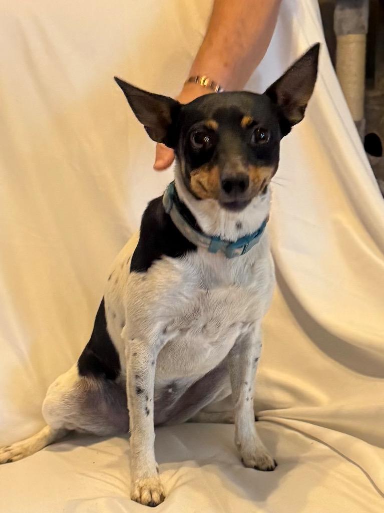 Enlarge Moo, a Adoptable Rat Terrier in Junction, TX image 4/4