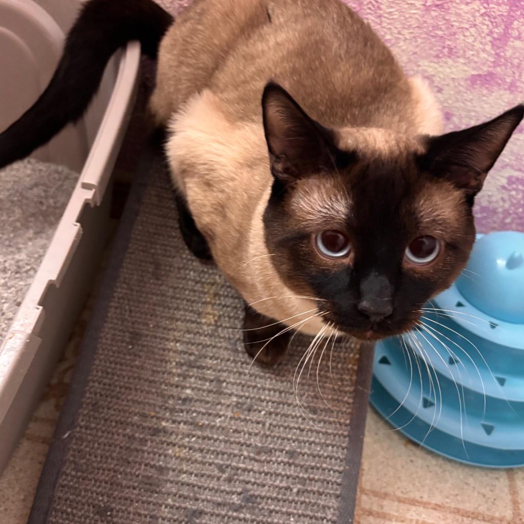 Enlarge JoJo, a Adoptable Domestic Short Hair in Grantsville, UT image 1/2