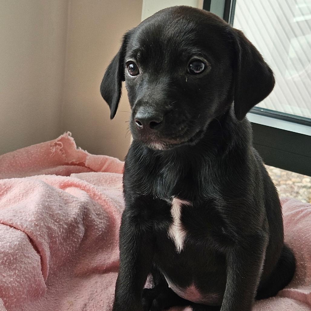 Emily, Adoptable, Puppy Female Miniature Pinscher.