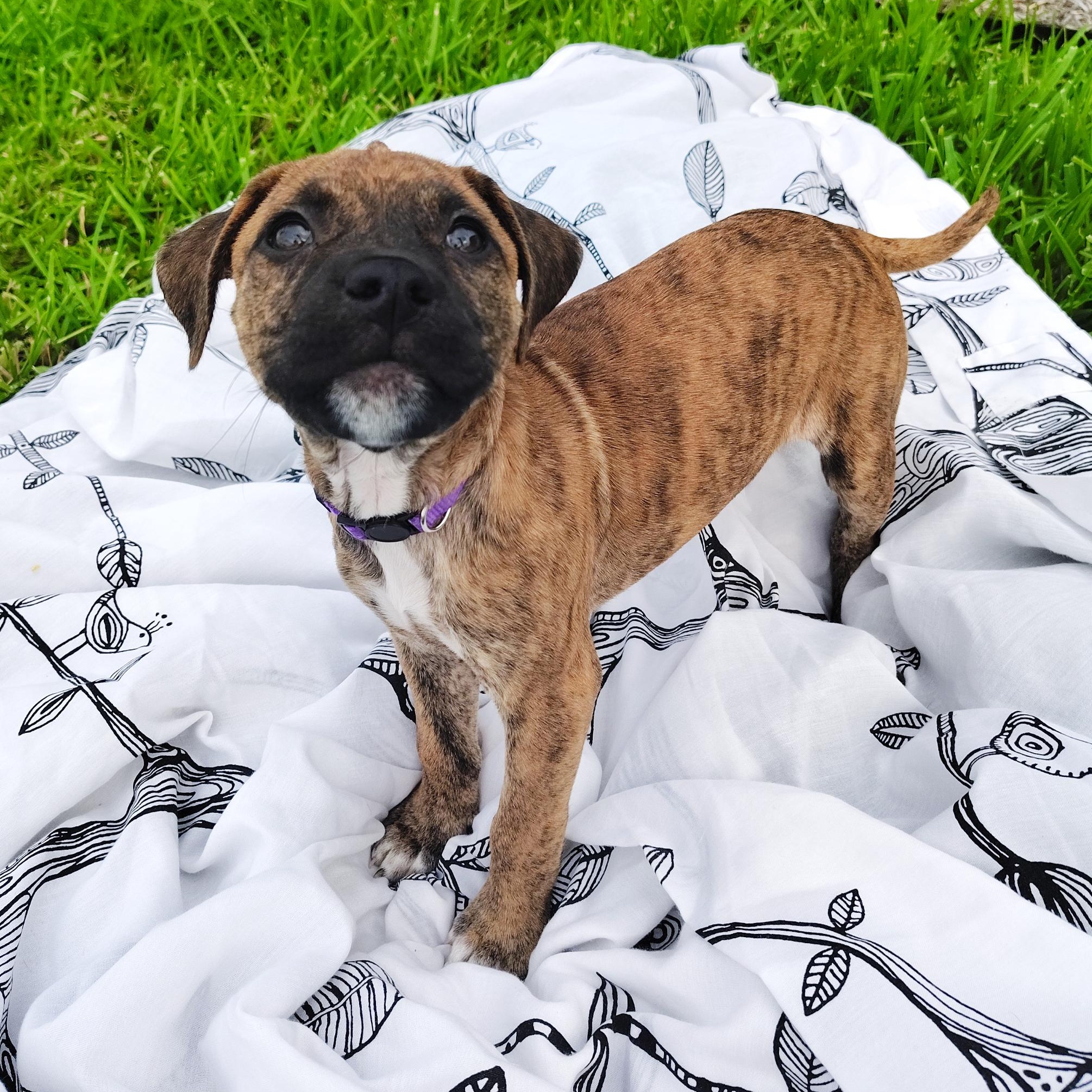 Brenna, an adopted mixed breed in Dayton, OH image 4/6