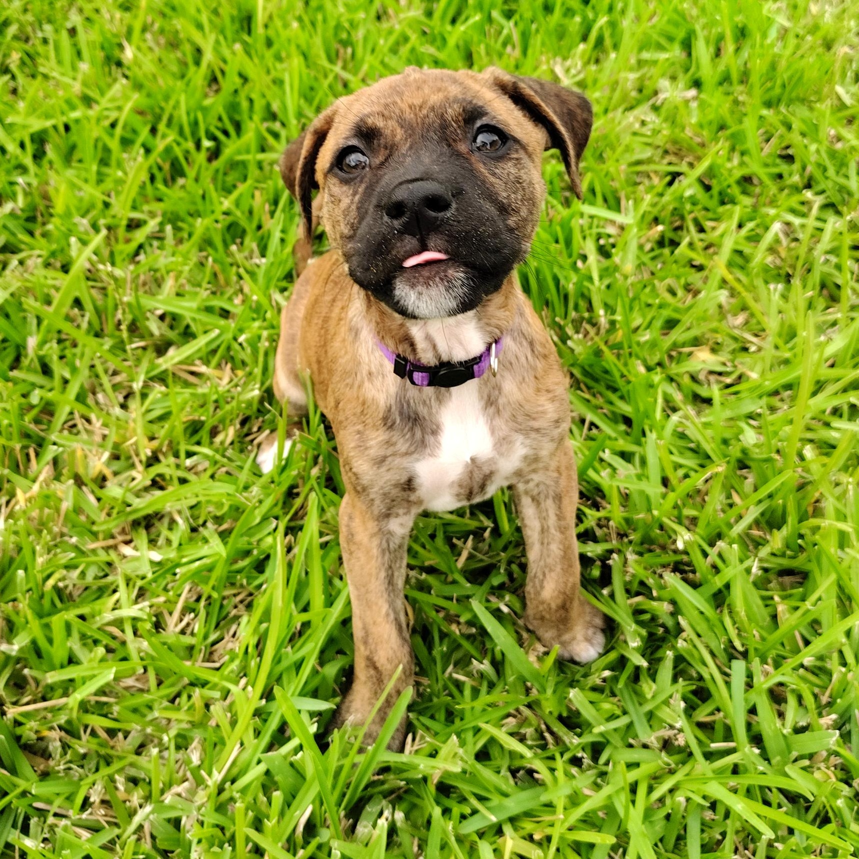 Brenna, an adopted mixed breed in Dayton, OH image 5/6