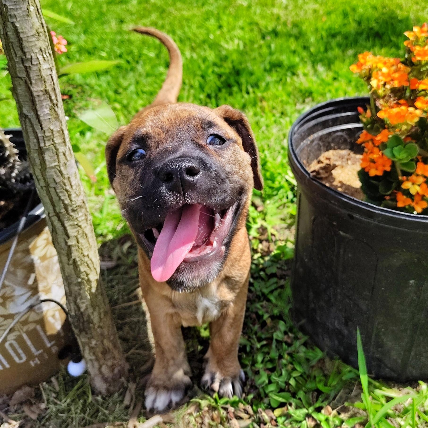 Brenna, an adopted mixed breed in Dayton, OH image 6/6
