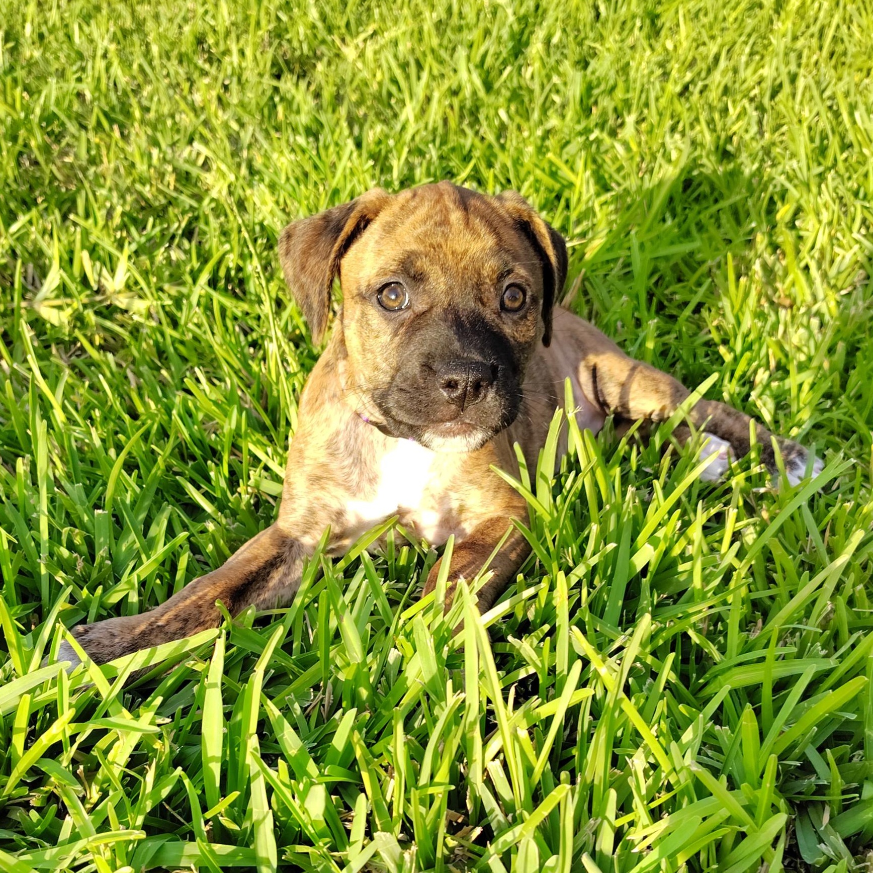 Brenna, an adopted mixed breed in Dayton, OH image 3/6