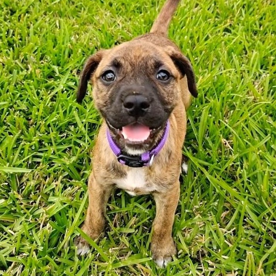 Brenna, adopted, Puppy Female Terrier & Labrador Retriever.