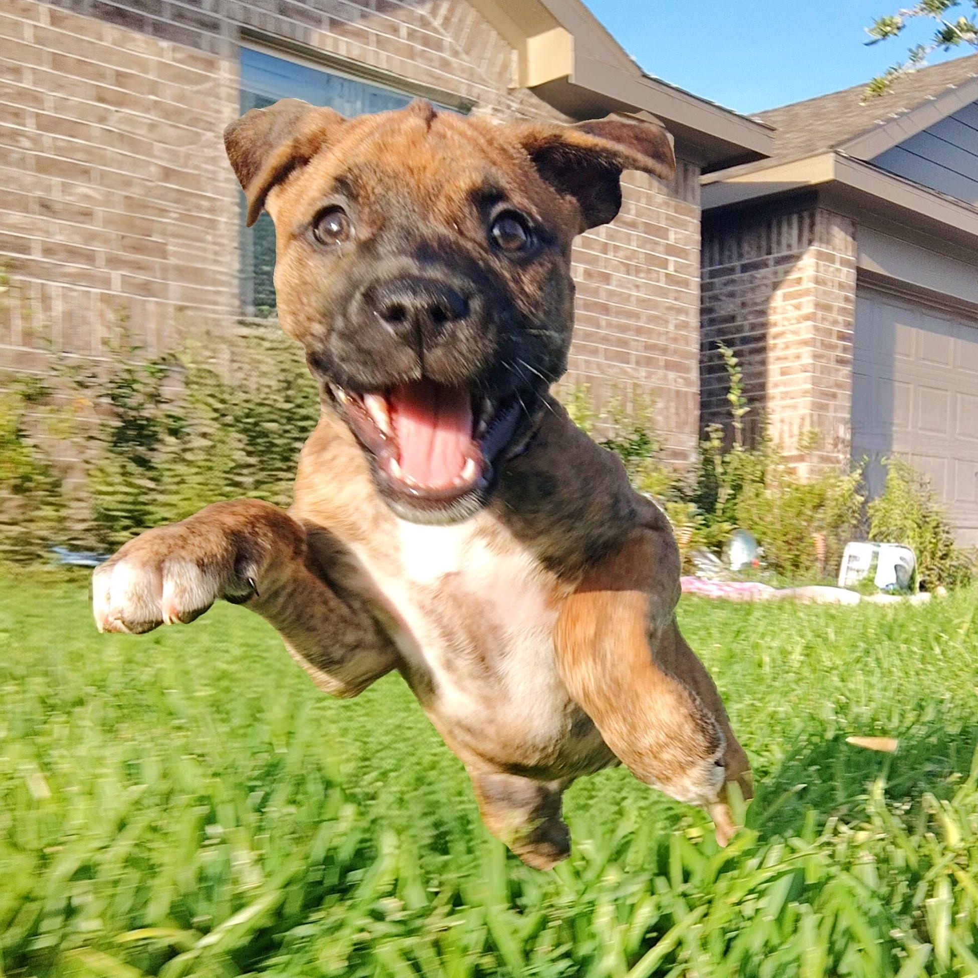 Brenna, an adopted mixed breed in Dayton, OH image 2/6