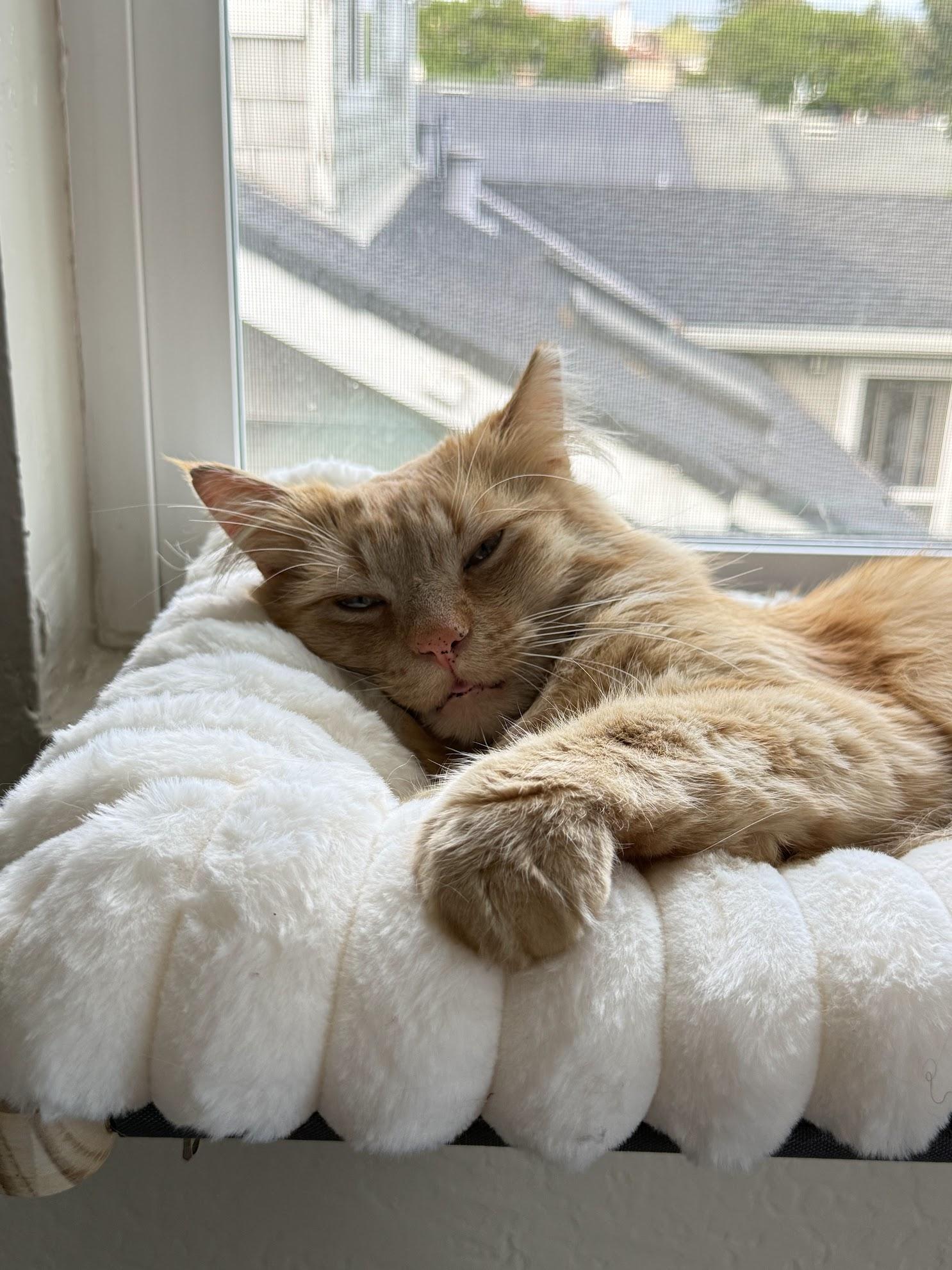 Enlarge Chungus, an adopted Tabby in San Francisco, CA image 6/6