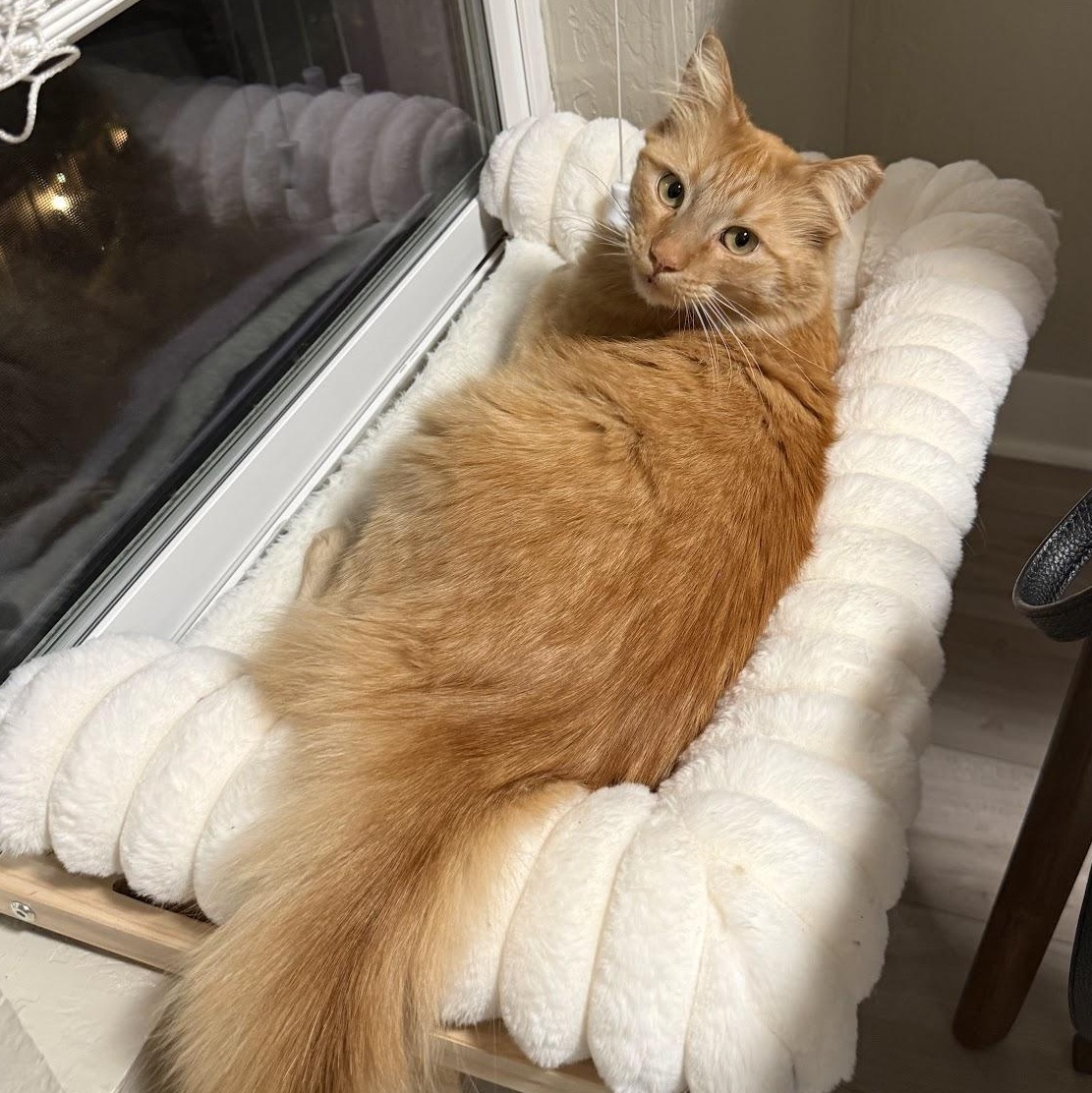 Enlarge Chungus, an adopted Tabby in San Francisco, CA image 4/6