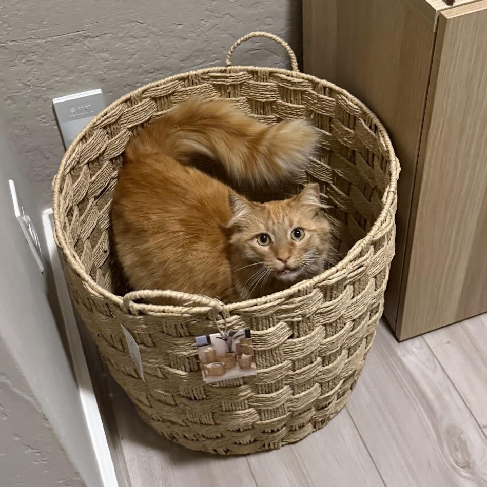 Enlarge Chungus, an adopted Tabby in San Francisco, CA image 2/6