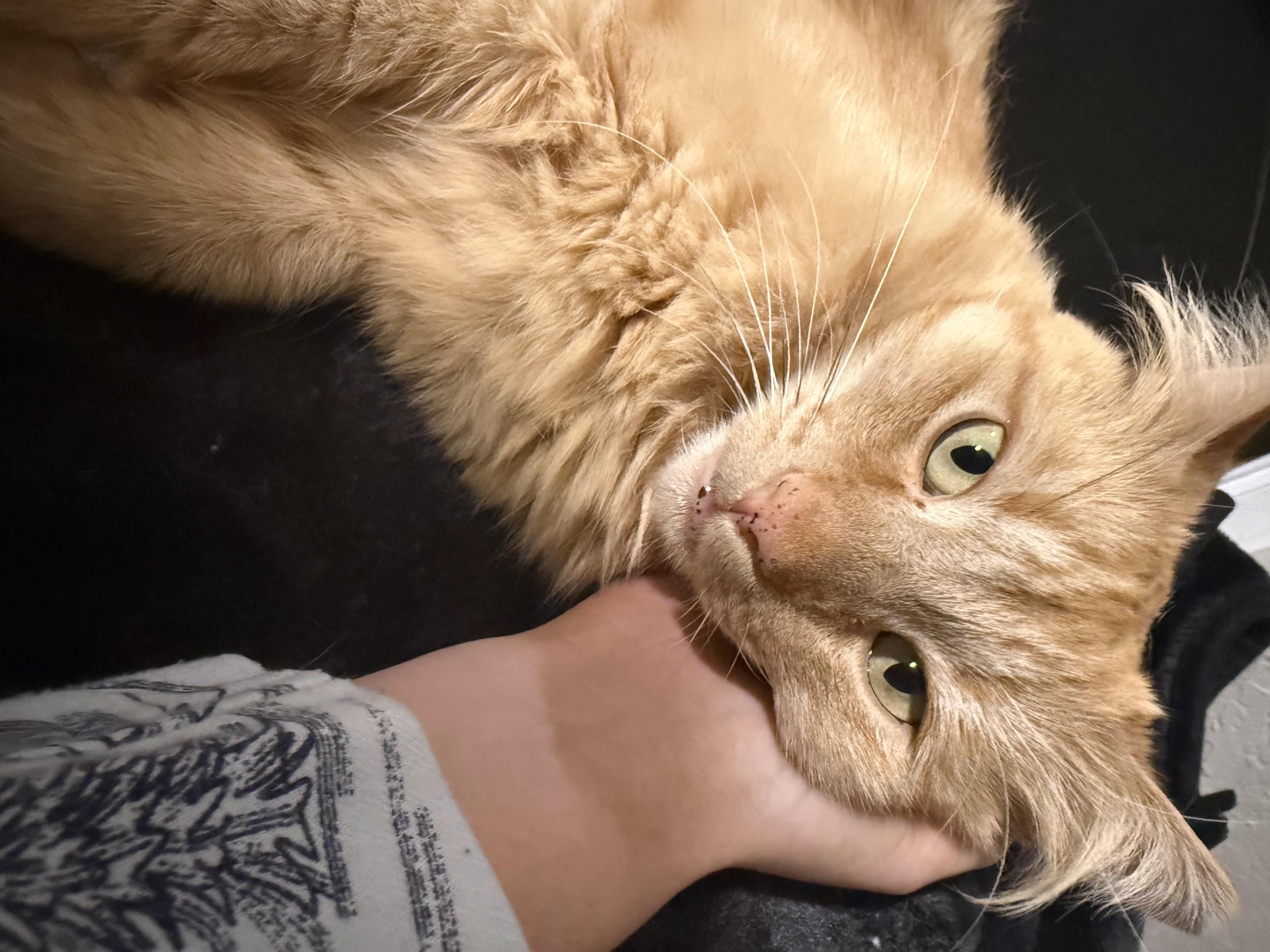 Enlarge Chungus, an adopted Tabby in San Francisco, CA image 3/6